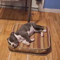 VetsNow! Veterinary Urgent Care ico