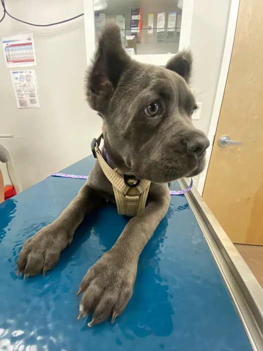 VetsNow! Veterinary Urgent Care Picture 5