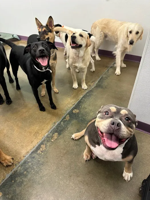 Banfield Pet Hospital Picture 4