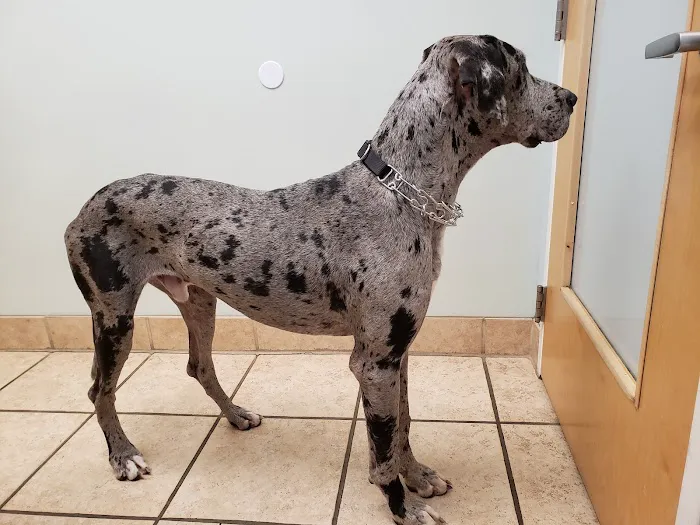 Bay Beach Veterinary Hospital Picture 2