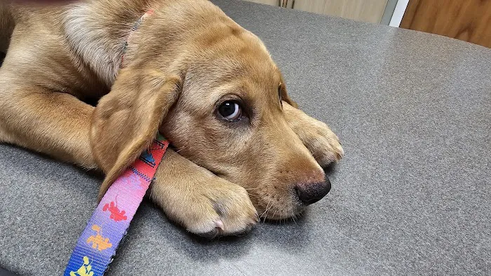 Bay Beach Veterinary Hospital Picture 5