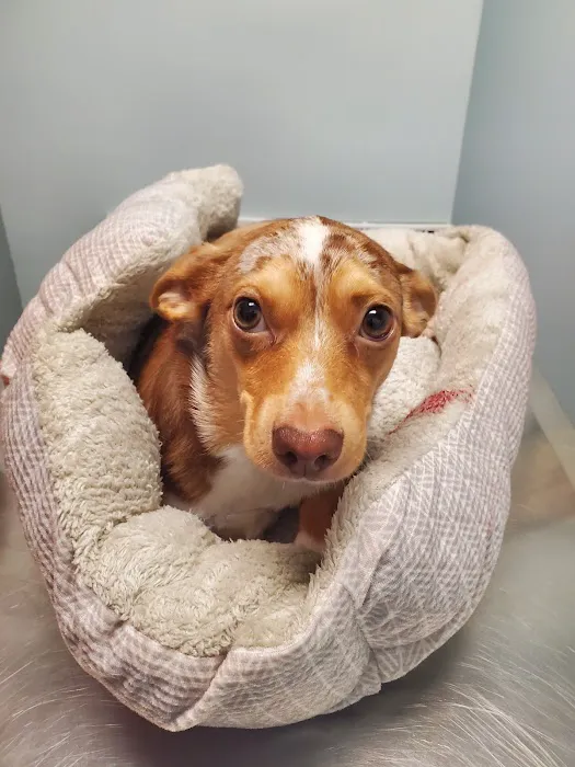 Bay Beach Veterinary Hospital Picture 6
