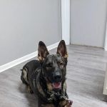 Bayside Veterinary Clinic