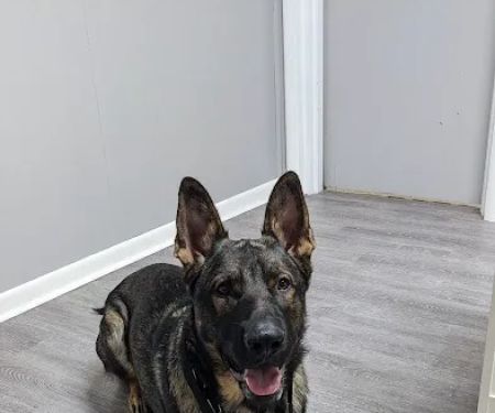 Bayside Veterinary Clinic