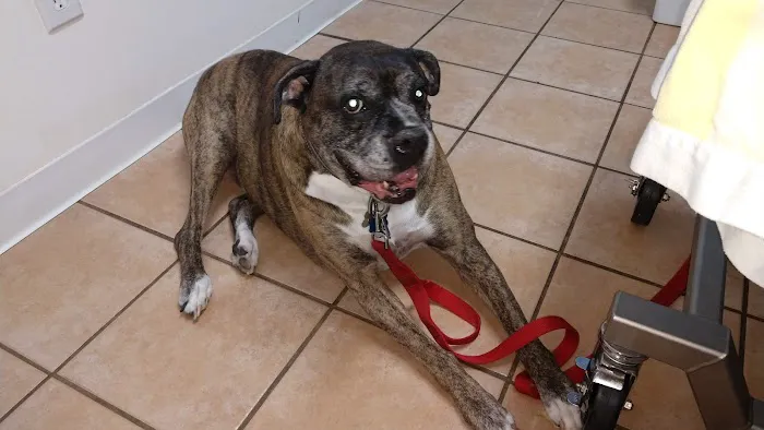 Virginia Beach Veterinary Hospital Picture 2