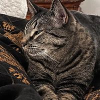 Dr. Hope for Pets ico