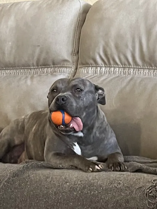 Dr. Hope for Pets Picture 3