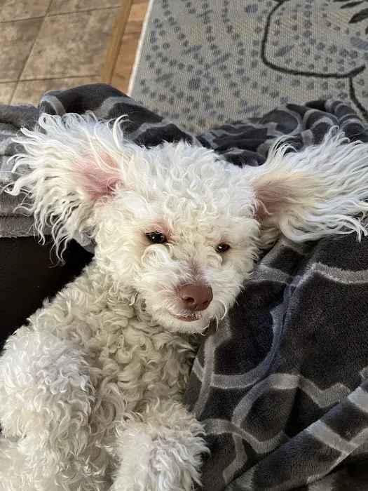 Dr. Hope for Pets Picture 6