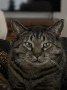 Dr. Hope for Pets Picture 10