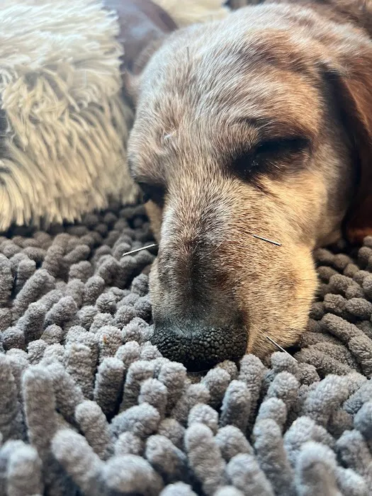 Copper’s Integrative Veterinary Care, LLC Picture 1