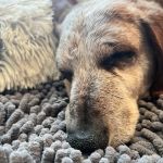 Copper’s Integrative Veterinary Care, LLC