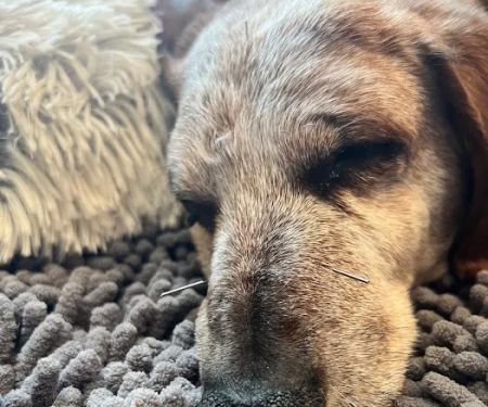 Copper’s Integrative Veterinary Care, LLC