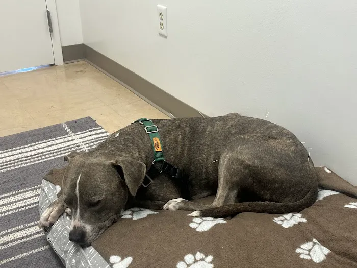 Copper’s Integrative Veterinary Care, LLC Picture 2