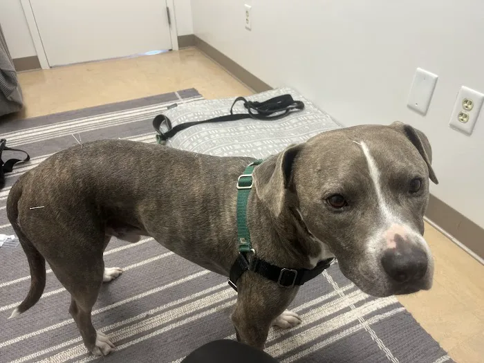 Copper’s Integrative Veterinary Care, LLC Picture 10