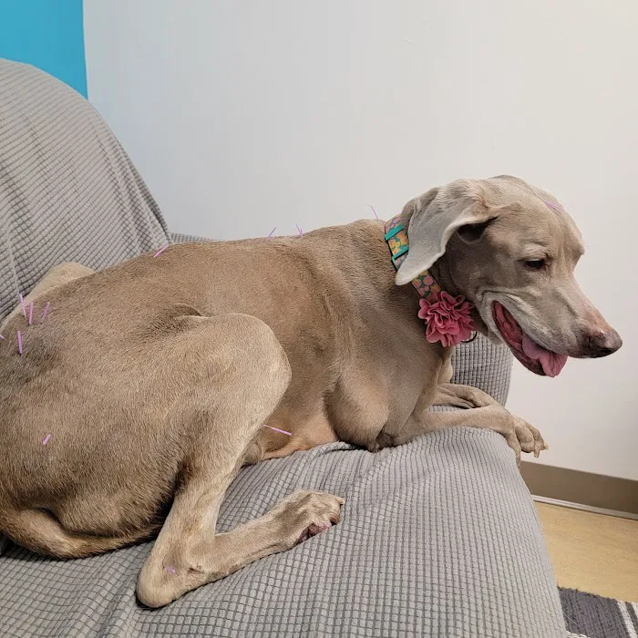 Copper’s Integrative Veterinary Care, LLC Picture 9