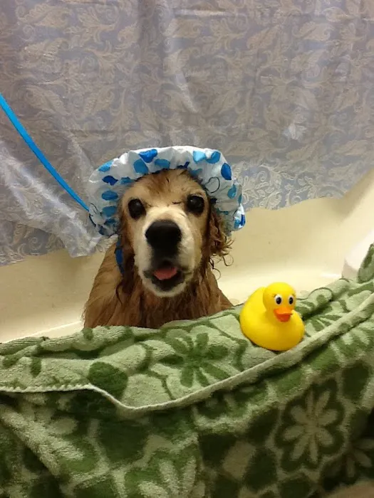 Hope Springs Veterinary at Pembroke Picture 1