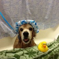 Hope Springs Veterinary at Pembroke ico