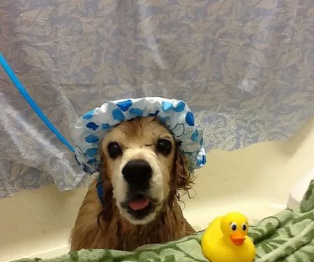 Hope Springs Veterinary at Pembroke