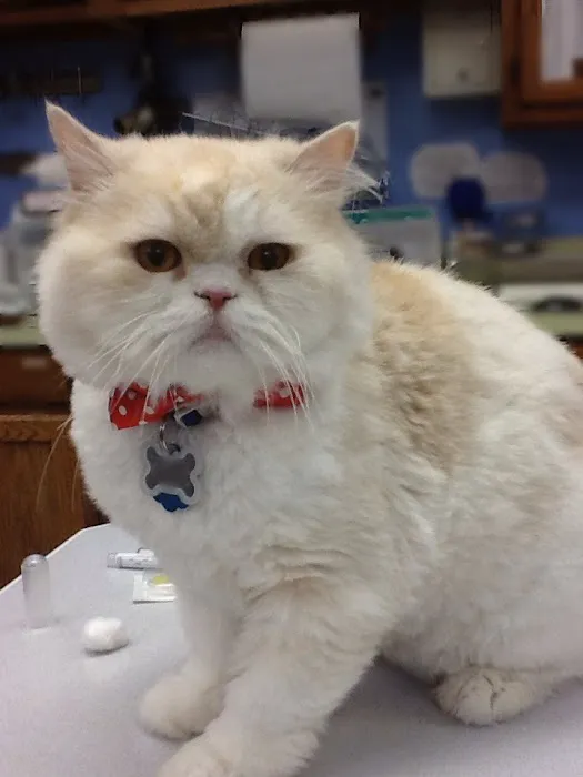 Hope Springs Veterinary at Pembroke Picture 8