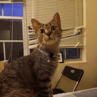 Banfield Pet Hospital ico