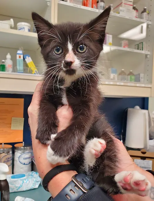 Independence Veterinary Hospital Picture 7