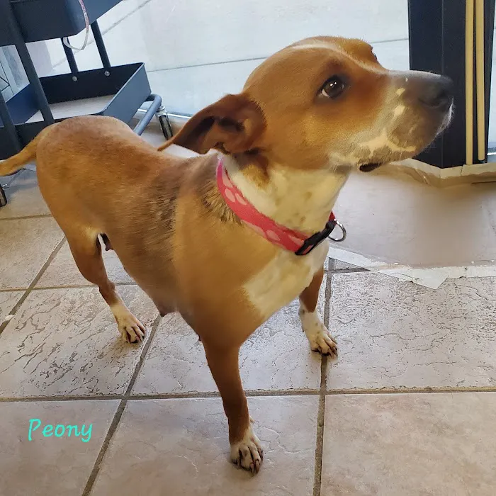 Independence Veterinary Hospital Picture 10