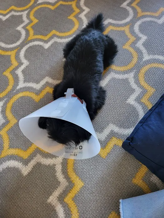 Western Animal Hospital Picture 5