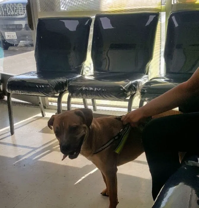 Western Animal Hospital Picture 7