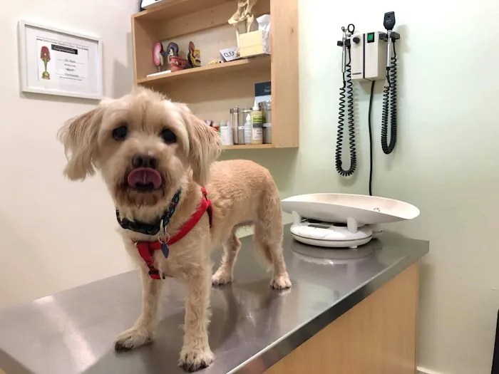 Olympic Pet Hospital Picture 3