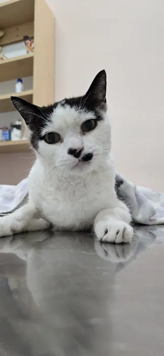 Olympic Pet Hospital Picture 7