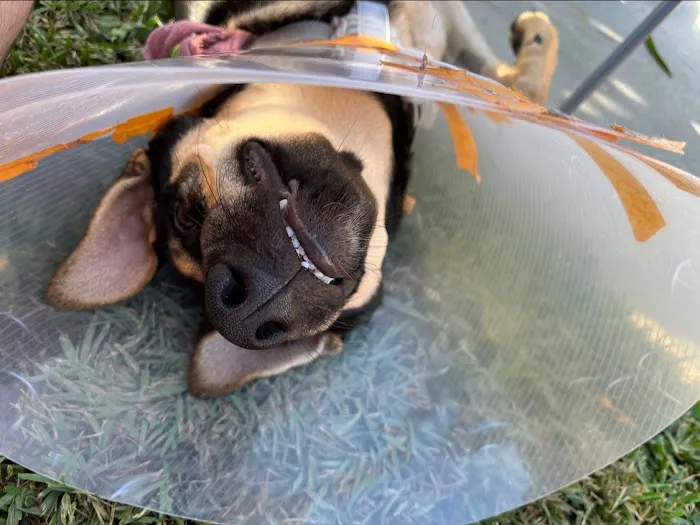Olympic Pet Hospital Picture 10