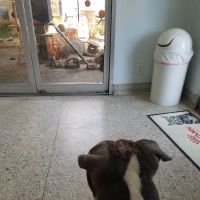 ARK ANIMAL HOSPITAL ico