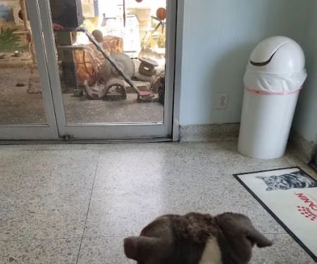 ARK ANIMAL HOSPITAL