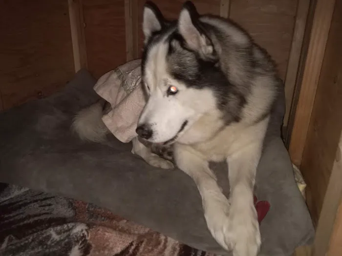 ARK ANIMAL HOSPITAL Picture 7