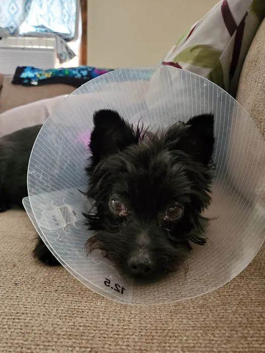 Animal Vision Center of Virginia Picture 5