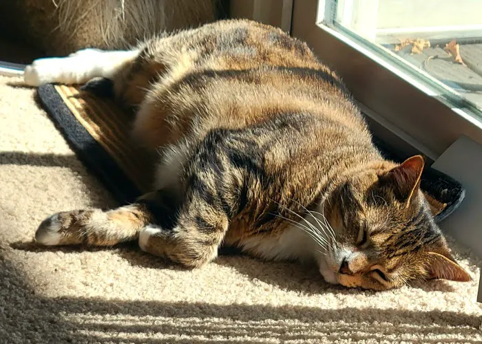 BluePearl Pet Hospital Picture 2