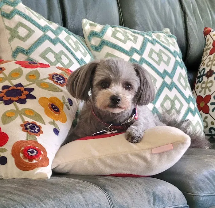 BluePearl Pet Hospital Picture 1