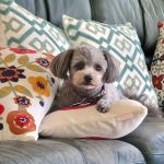 BluePearl Pet Hospital