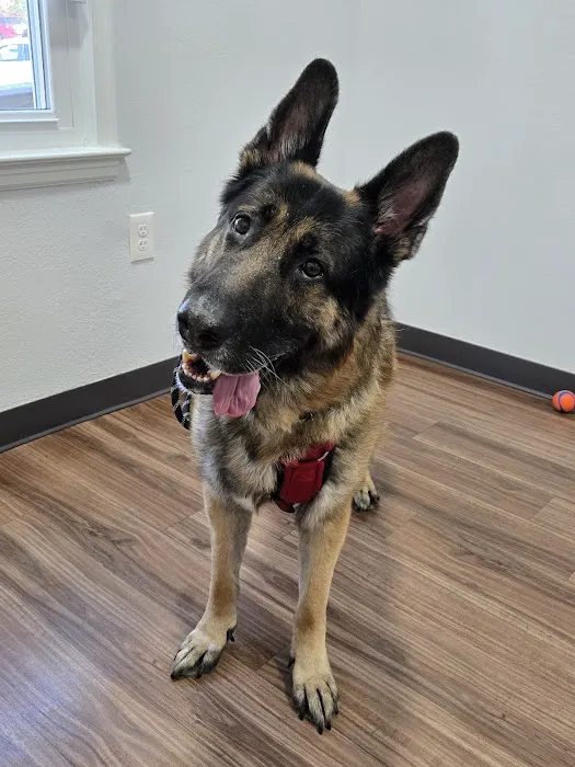 BluePearl Pet Hospital Picture 4