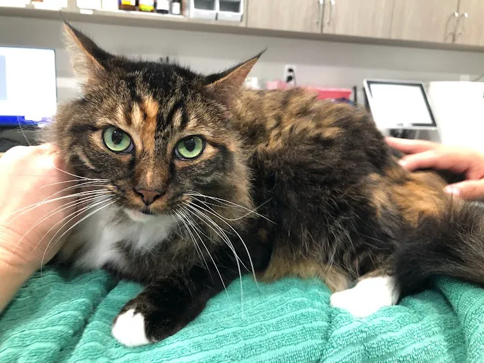 Larchmont Village Vet Picture 1