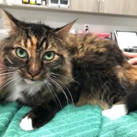 Larchmont Village Vet ico
