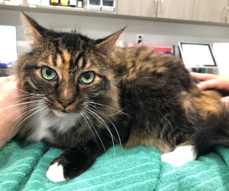 Larchmont Village Vet