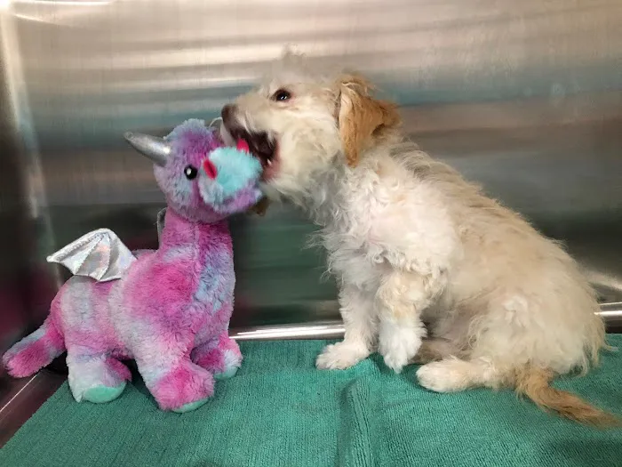 Larchmont Village Vet Picture 7