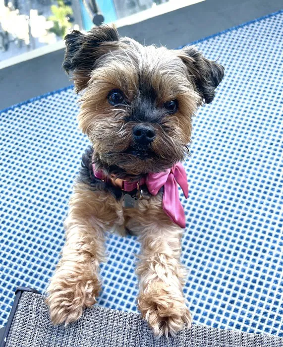 Los Feliz Small Animal Hospital Picture 8