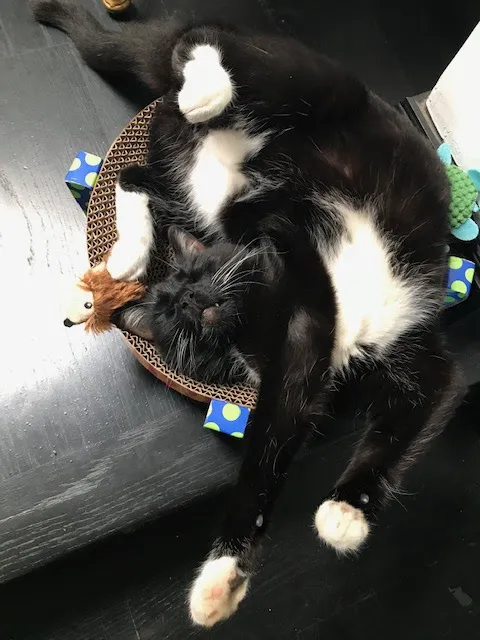 Home Pet Doctor Picture 1