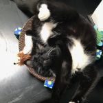 Home Pet Doctor