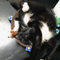 Home Pet Doctor ico