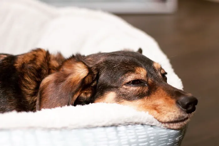 Cahuenga Veterinary Hospital Picture 10