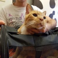 L.A. Pet Clinic ico