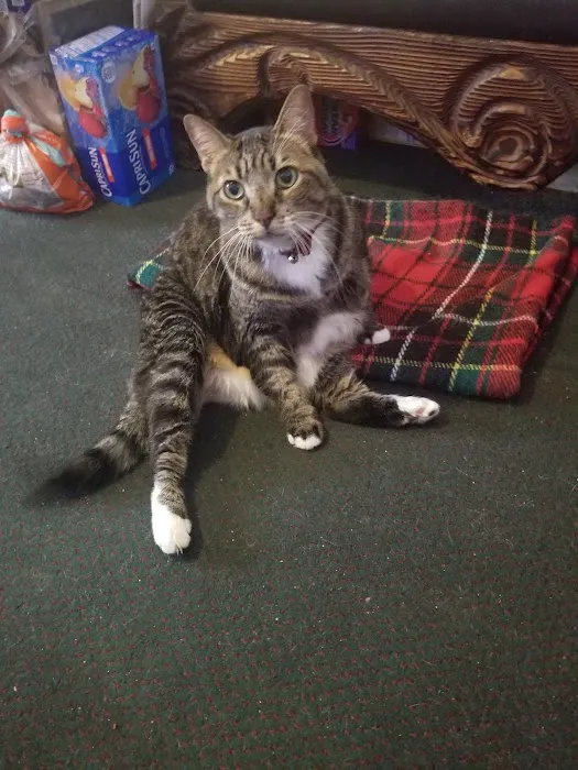 L.A. Pet Clinic Picture 2